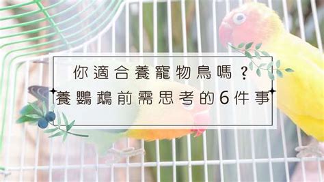 好養的鳥|新手養鳥指南 挑選及準備要點 – 寵物百科